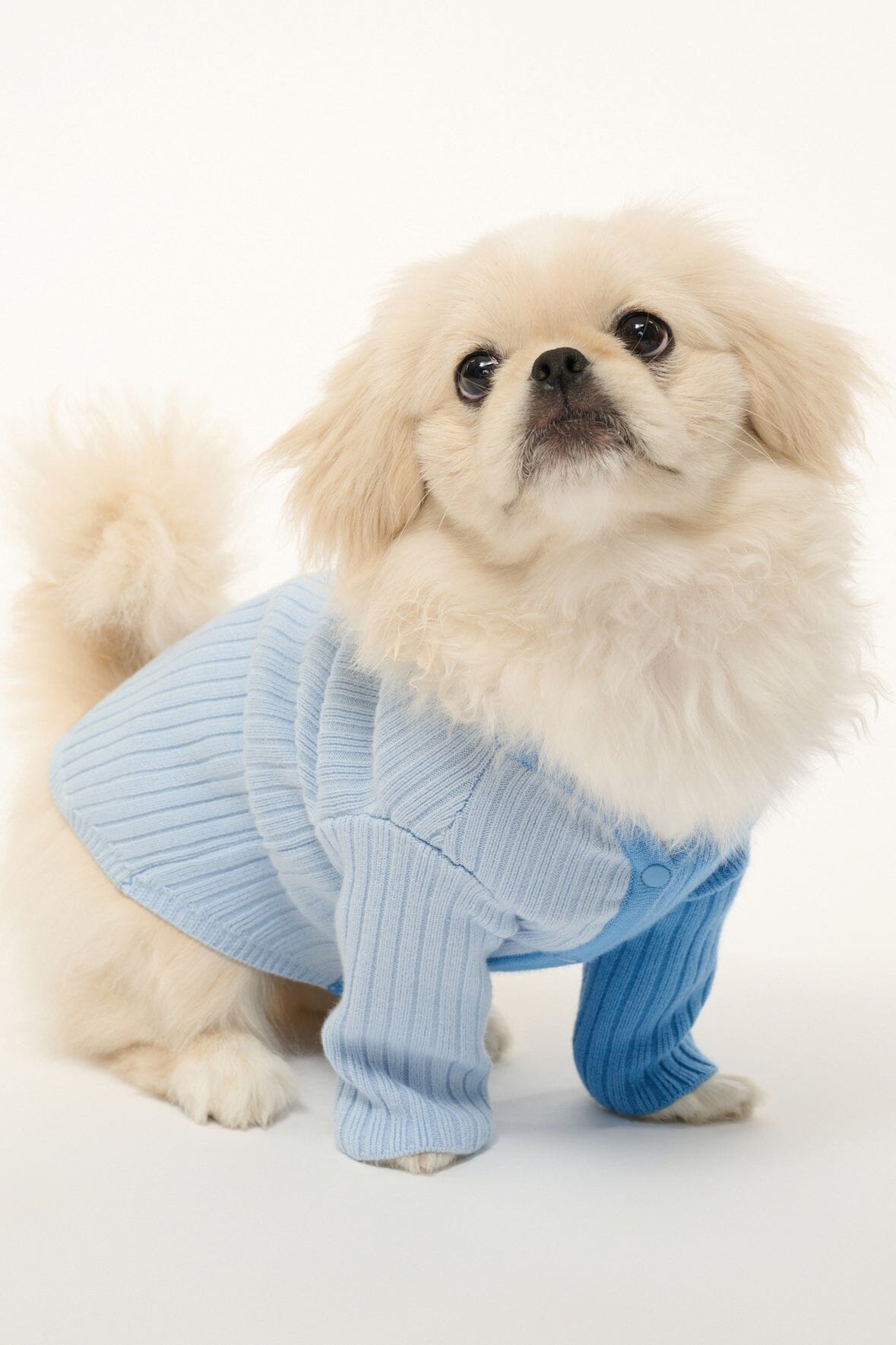 Pet Shoko Sweater | Periwinkle Multi — 4
