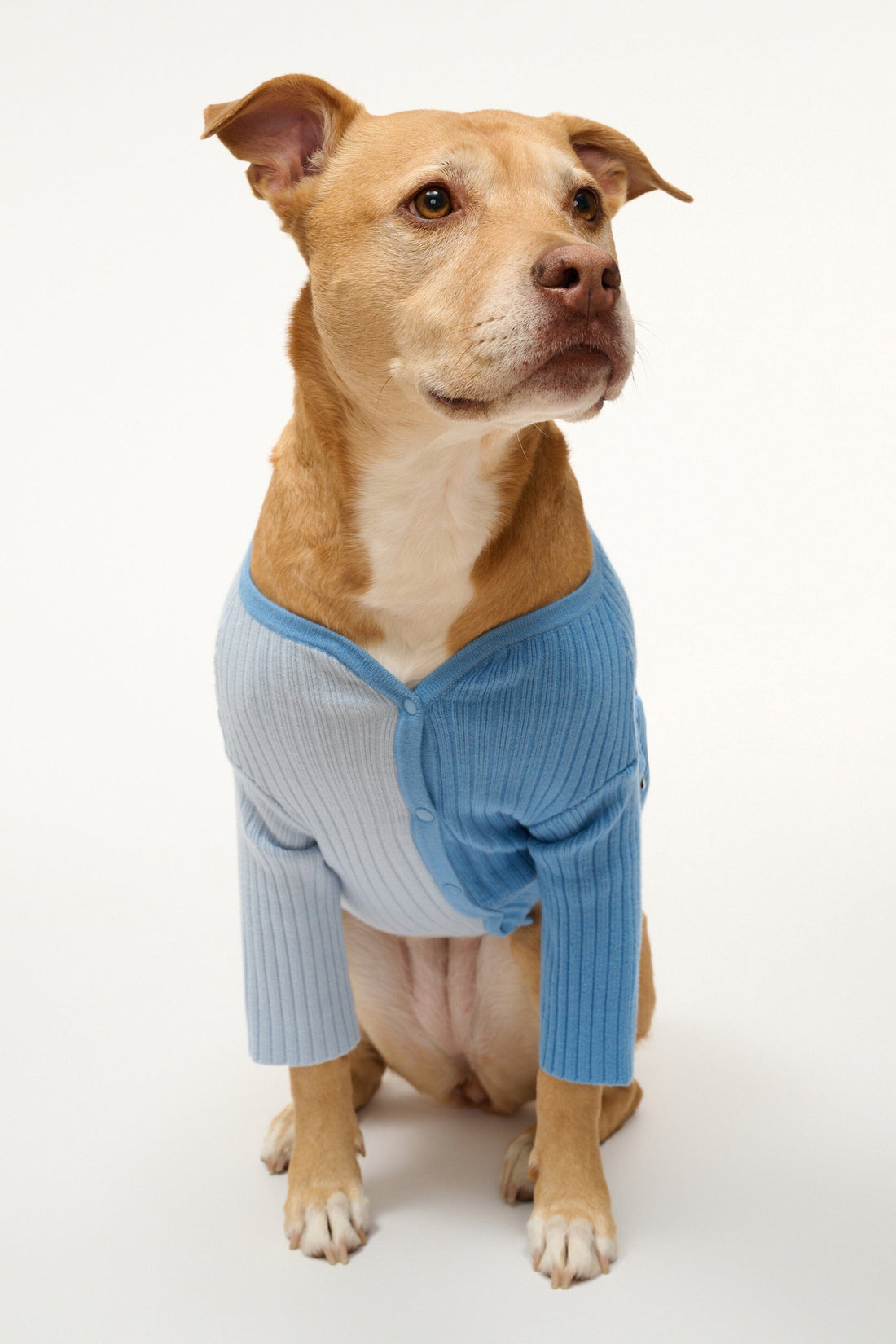 Pet Shoko Sweater | Periwinkle Multi — 1