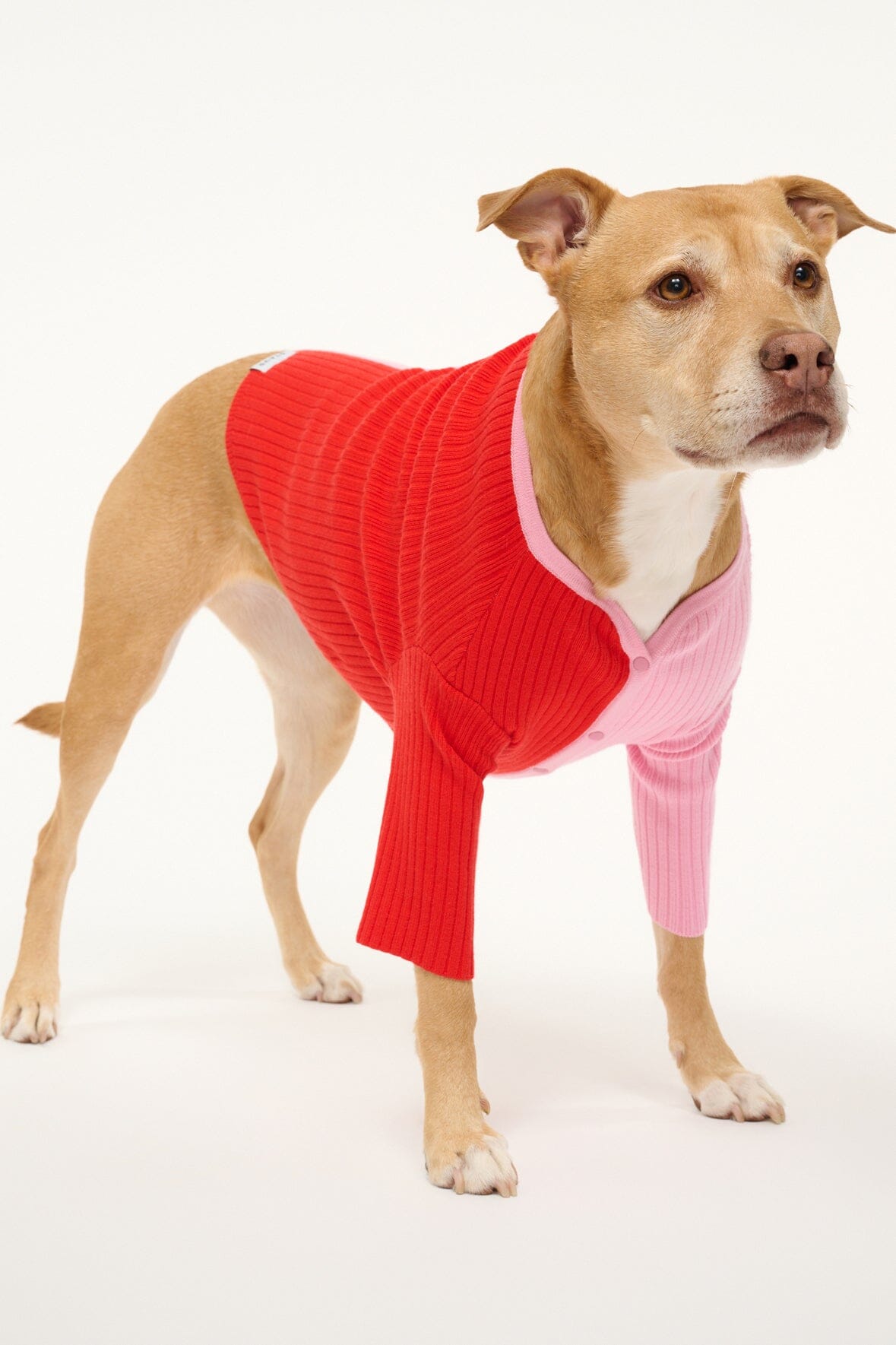 Pet Shoko Sweater | Poppy Rosebud — 4