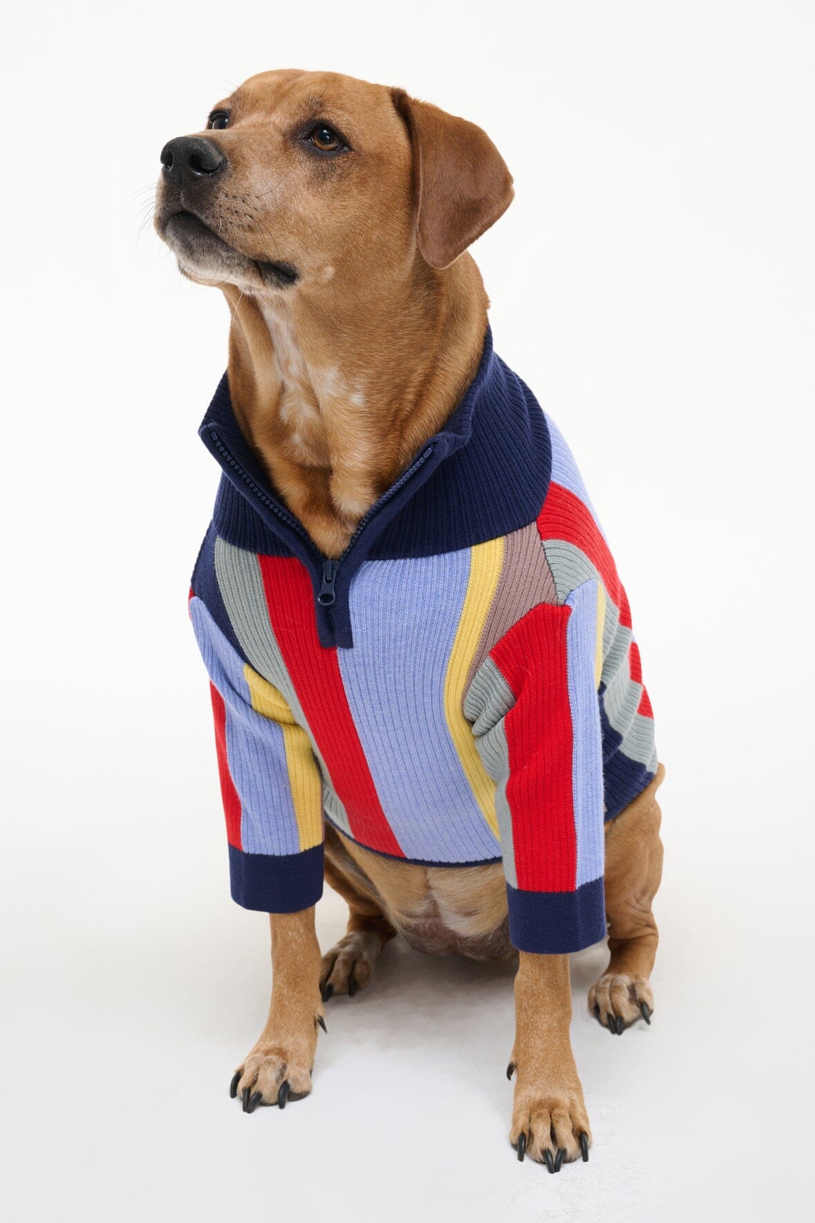 Pet Hampton Sweater | Market Stripe — 5