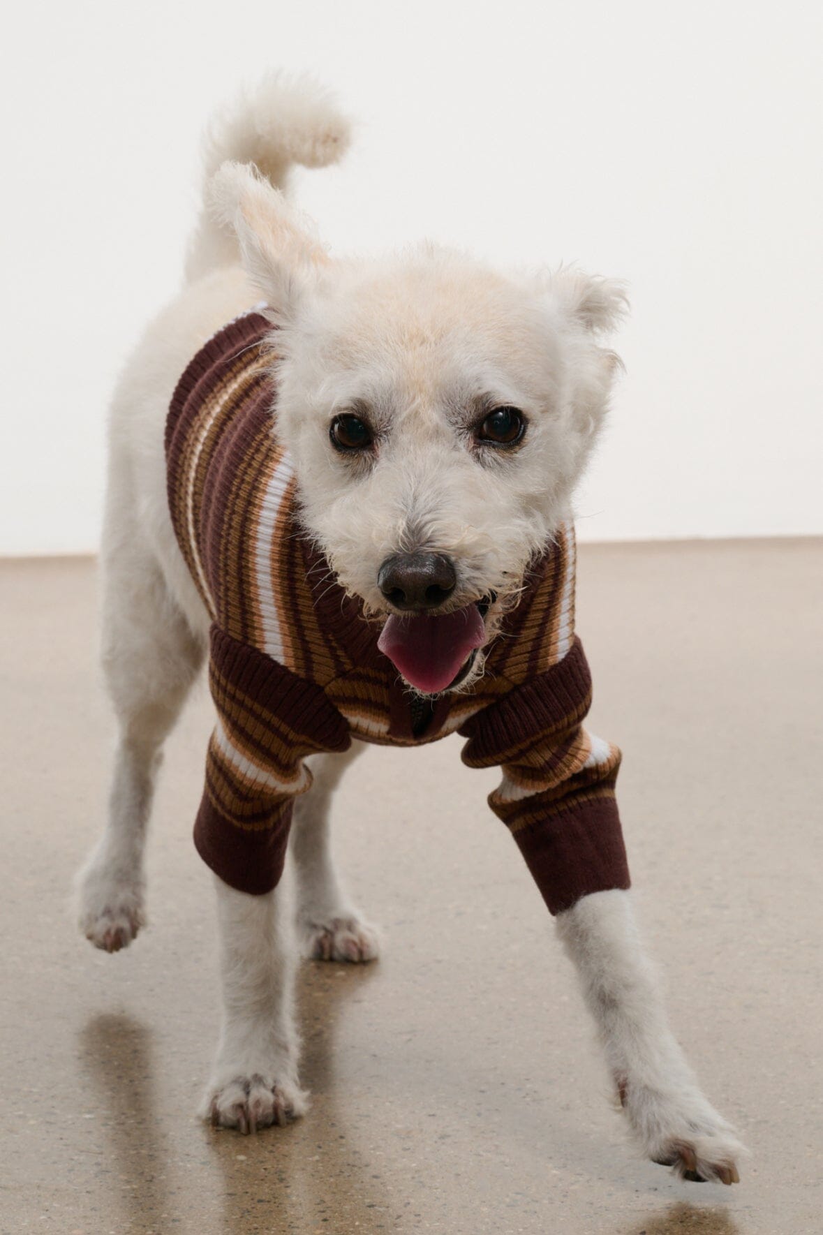 Pet Hampton Sweater | Tobacco Stripe — 4