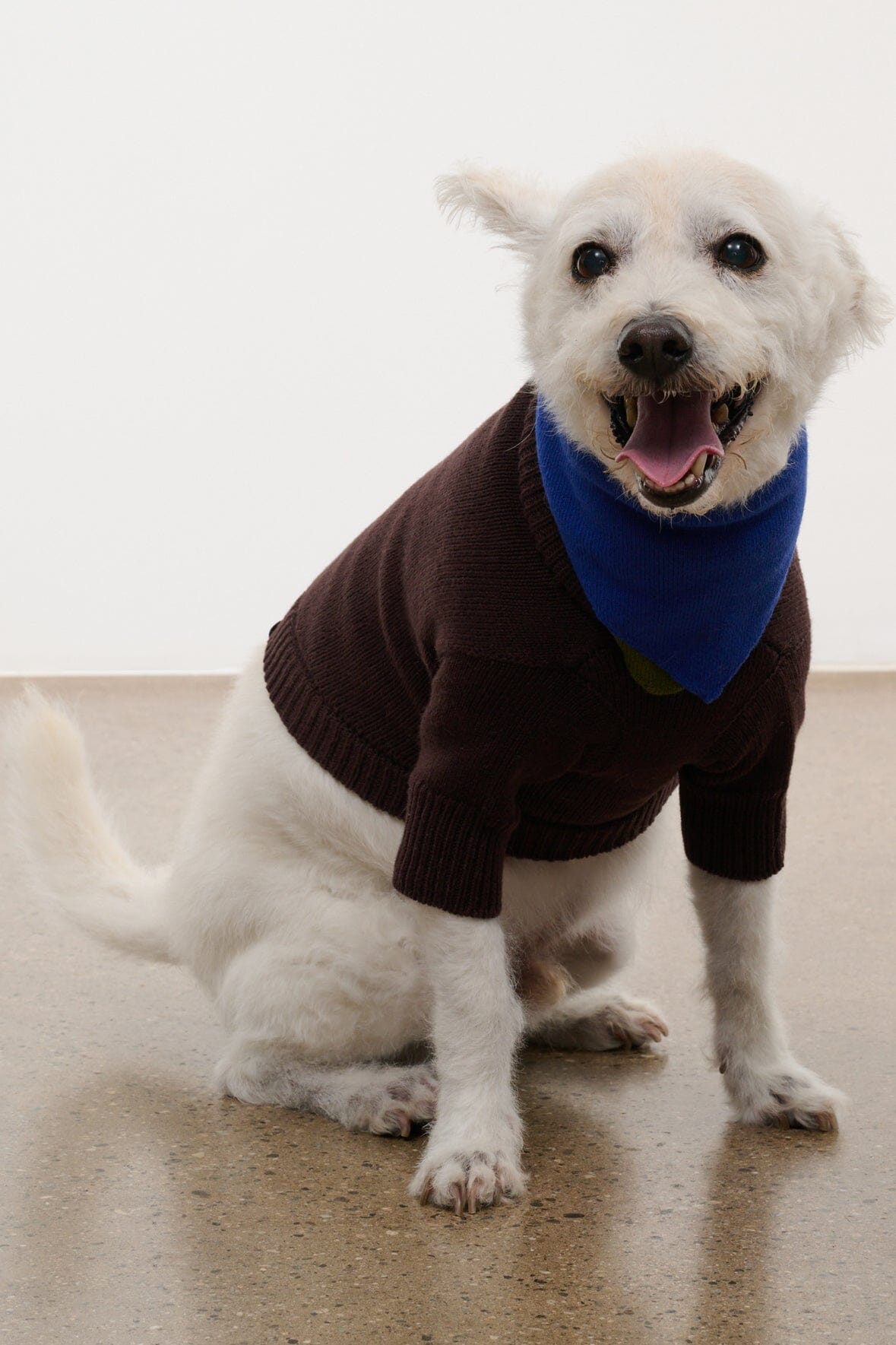 Pet Winston Sweater | Earth Multi — 4