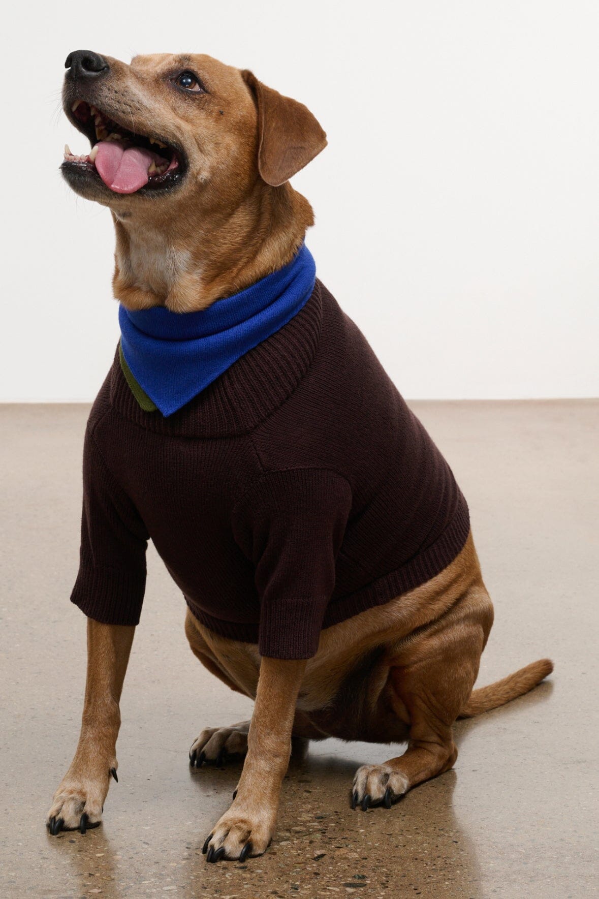 Pet Winston Sweater | Earth Multi — 5