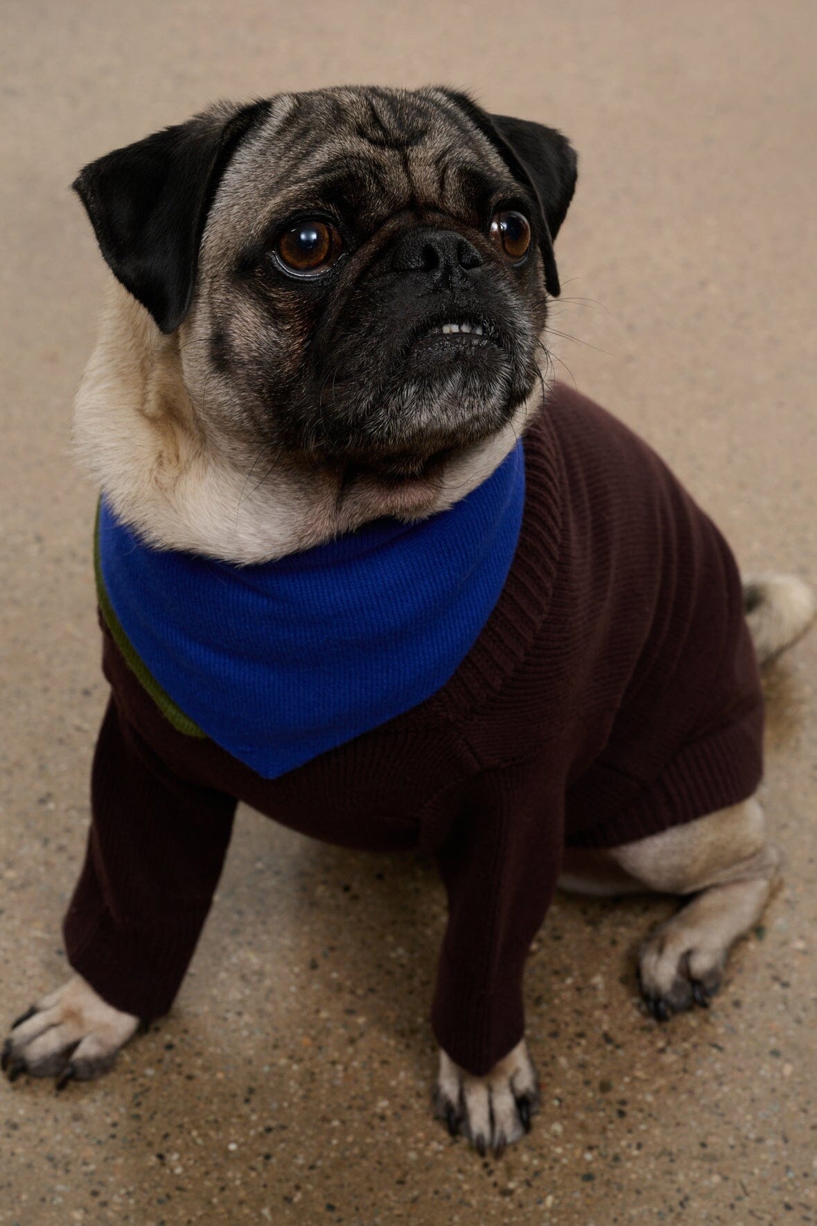 Pet Winston Sweater | Earth Multi — 1