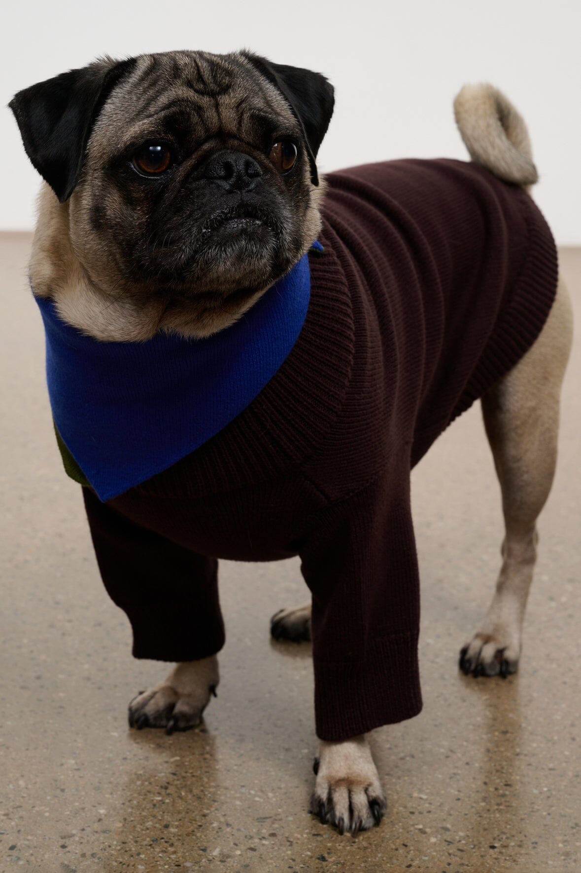 Pet Winston Sweater | Earth Multi — 3