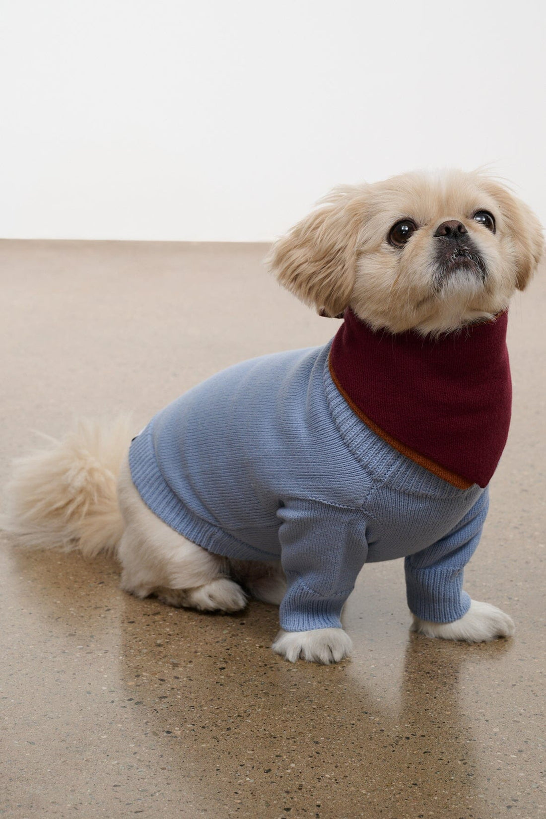 Pet Winston Sweater | Powder Blue Multi — 1