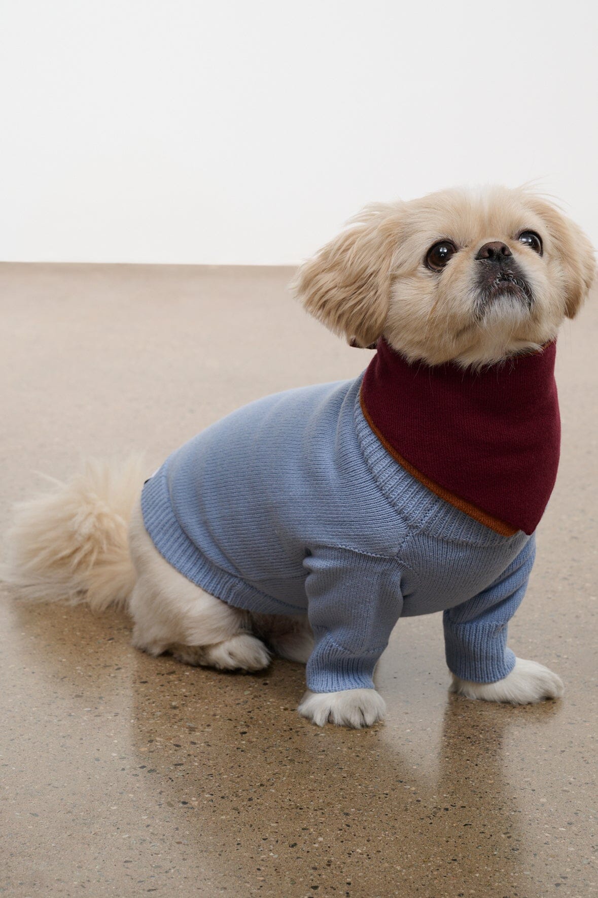 Pet Winston Sweater | Powder Blue Multi — 1