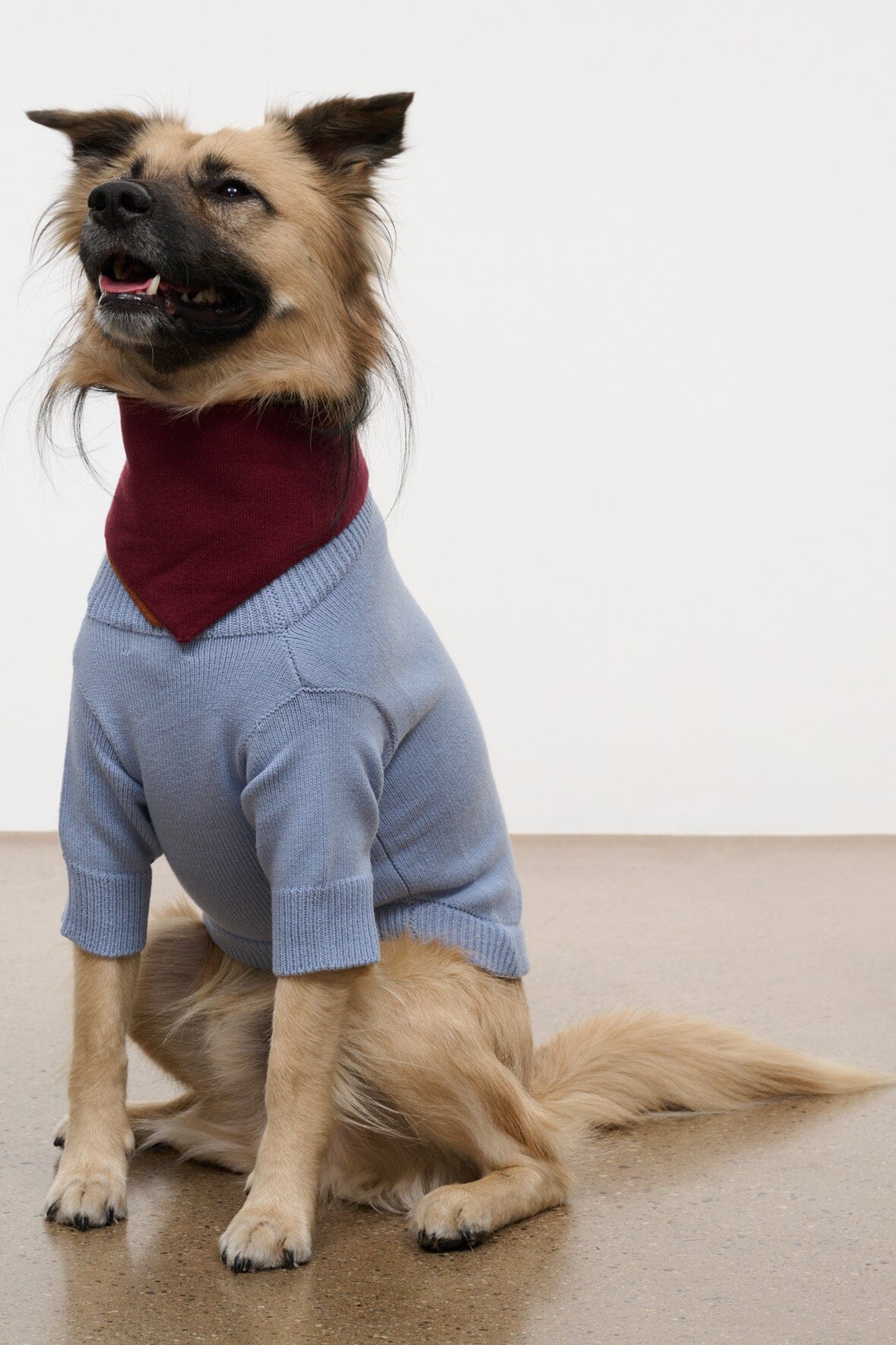Pet Winston Sweater | Powder Blue Multi — 3