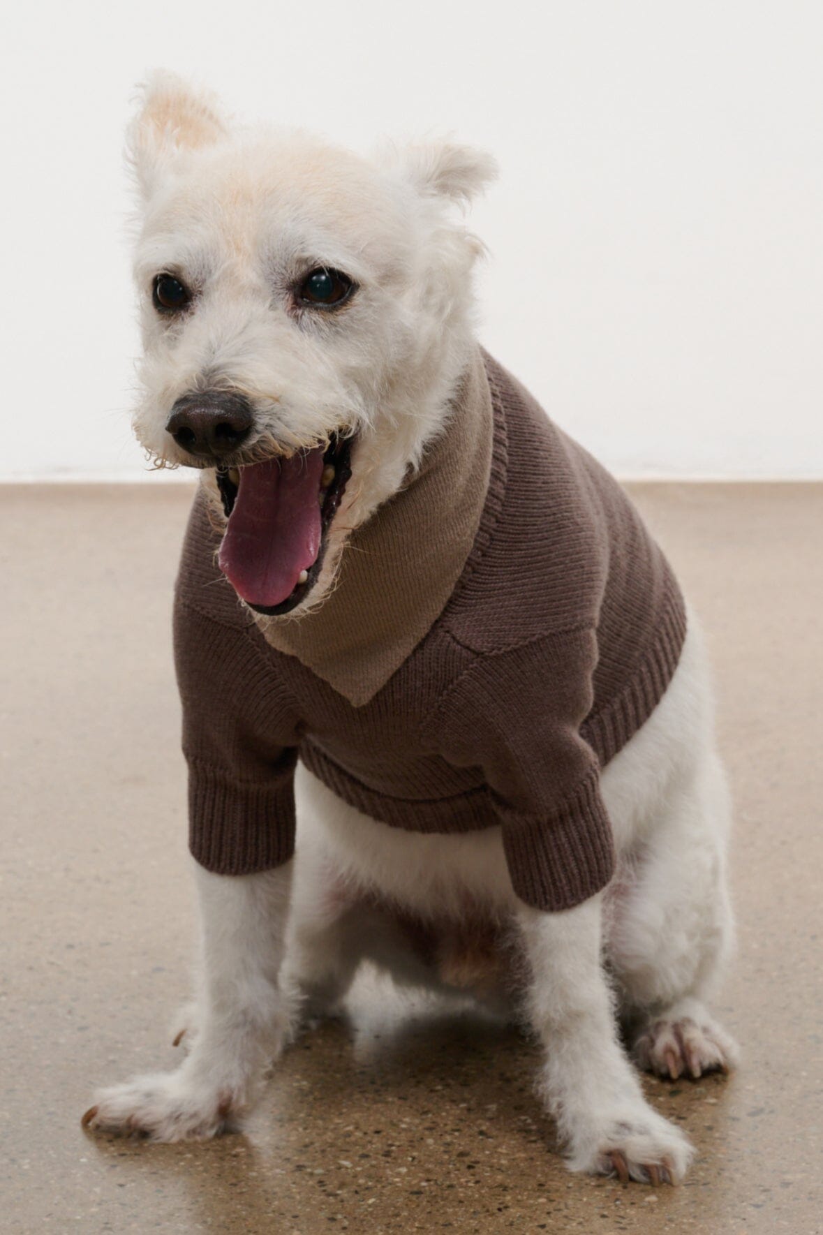 Pet Winston Sweater | Sesame — 4