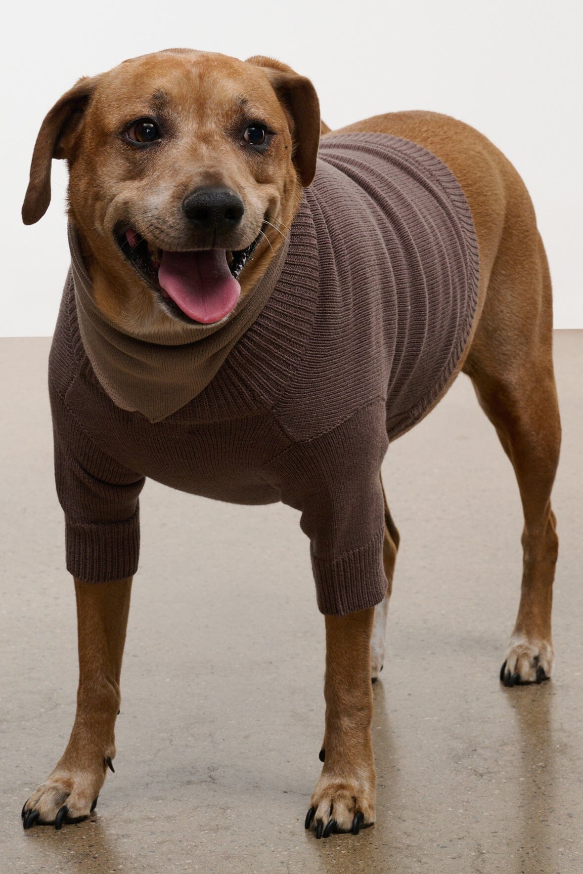 Pet Winston Sweater | Sesame — 3