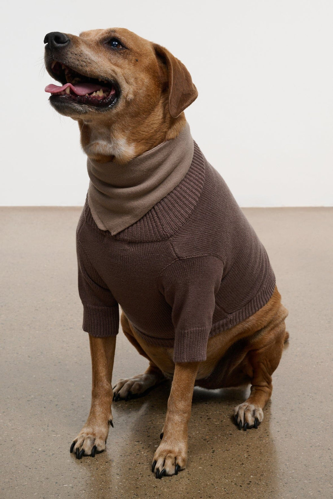 Pet Winston Sweater | Sesame — 1
